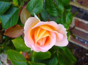 rose-mur-briques